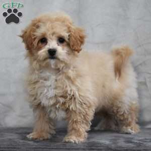 Gina, Bich-Poo Puppy